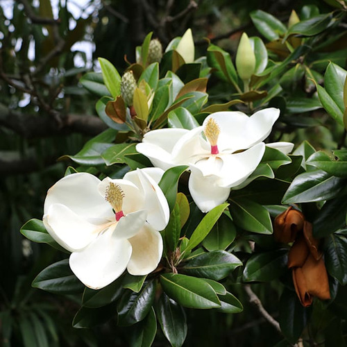 Semillas De Árbol De Magnolia Grandiflora X 30 Unidades