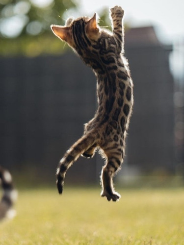 Imagen 3 de 6 de Gatito Benngali