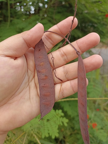 Semillas De Chivato De Jardín (caesalpinia Pulcherrima)