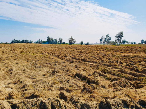 Imagen 6 de 11 de Terreno Agrícola En Pisco - San Clemente Ocasión De Venta