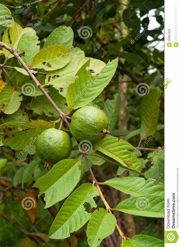 Arbol Guayaba Rosa O Fresa Pregunte Por Costo De Envio
