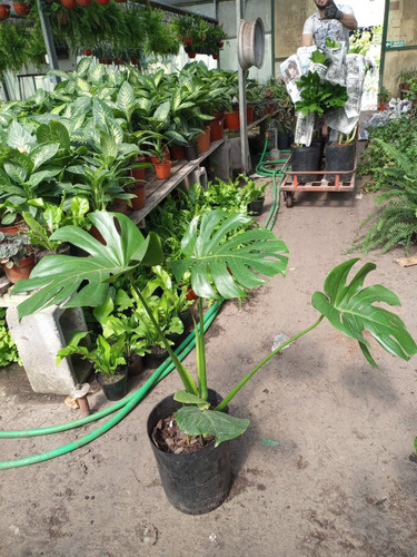 Imagen 5 de 5 de Philodendron Monstera, Costilla De Adan 10lts