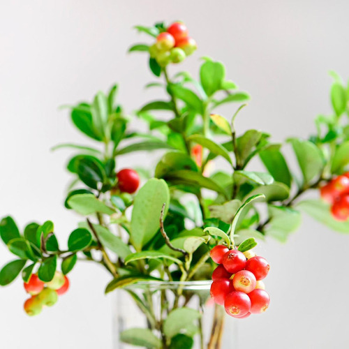 Kit 4 Pct Chá De Uva Ursi - Arctostaphylos Uva Ursi - 100g
