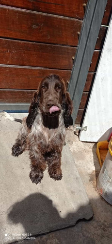 Cachorros Cocker Nacen En 15 Dias ! Los Mejores Del Uruguay