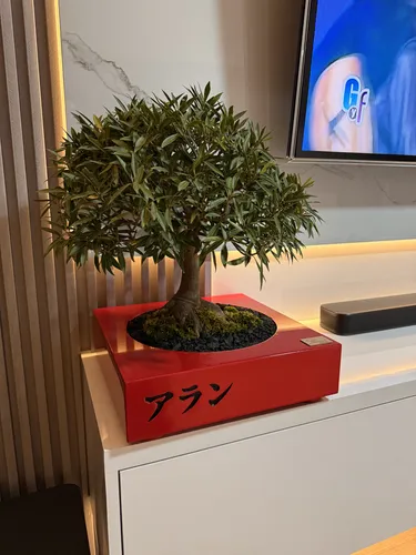 Bonsái ( Ficus Nerifolia )