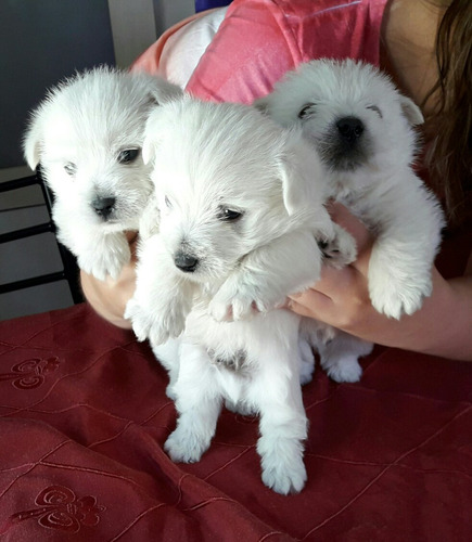 Cachorros West Highland White Terrier (westy)