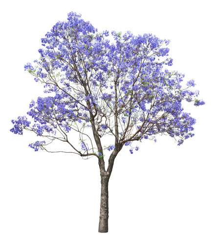 Jacarandá , Arbol Para La Vereda  