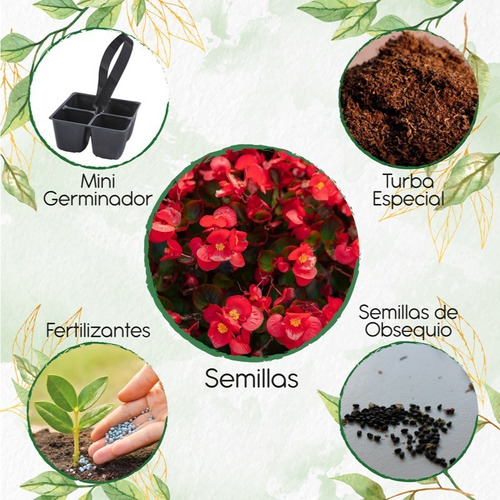 400 Semillas De Begonias De Cera + Mini Kit Germinación