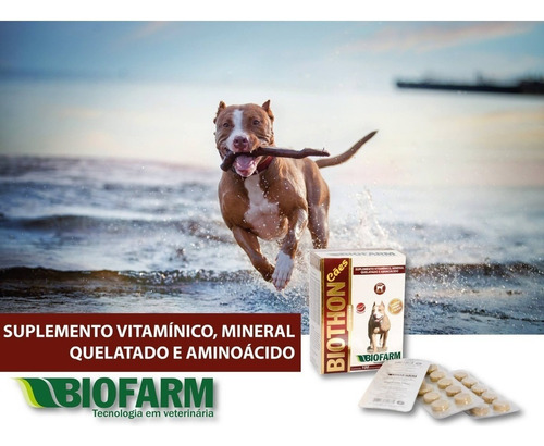 Como Engordar Cachorro Com Diabetes Biothon 10 Cp