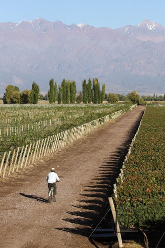 Terreno En Venta Viñedo 28 Has En Mendoza