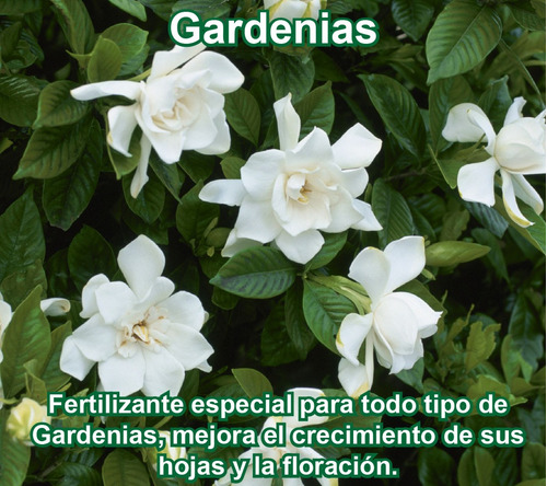 Fertilizante Especial Para Gardenias Por 50 Gr (rinde 12,5l) | MercadoLibre