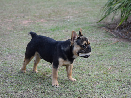 Bulldog Francés Black An Tan Envío Gratis! 