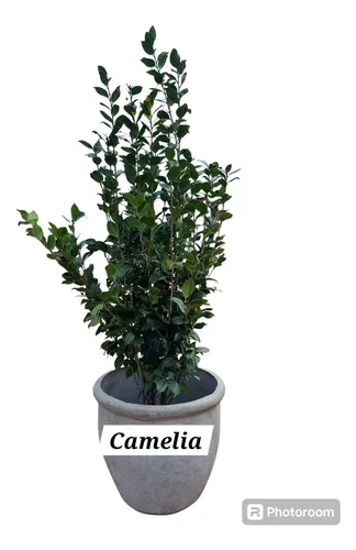 Planta Camelia 