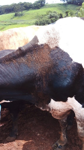 Cx Com 12 Pacotes Peso Total 21.600kg Mineralizado Vacas