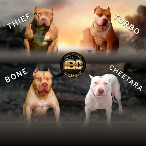 Imagem 1 de 3 de Vende-se Filhotes De Pit Monsters