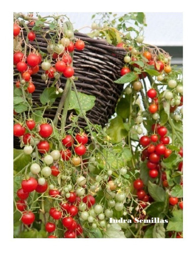 Tomate Cherry Bell (semillas)