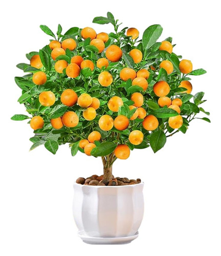 Calamondin Citrus - Naranja Granulada - Mandarina - Plantula