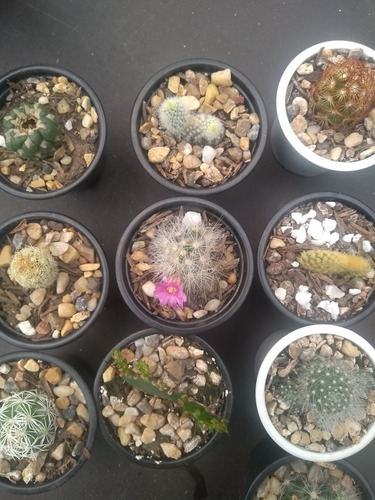 Cactus Bebes