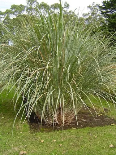 Paspalum Haumanii ! Gramineas Nativas, Gigantes !!!