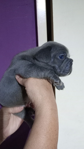 Bulldog Francés Blue Solido Ojos Azules. Blue