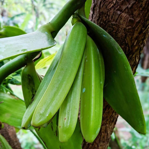 1 Muda Vanilla Pompona Baunilha Do Cerrado Pronta Entrega