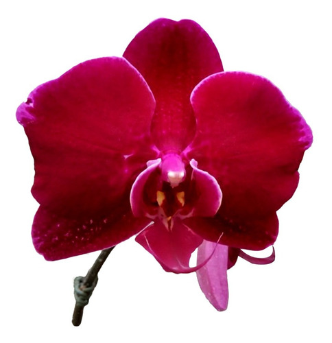 Kit Orquídea Phalaenopsis 02 Vermelhas + 02 Rosas Pre Adulta | Parcelamento  sem juros