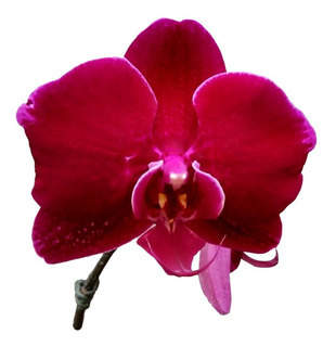 Orquídea Phalaenopsis Vermelha Por 19,99 | MercadoLivre 📦