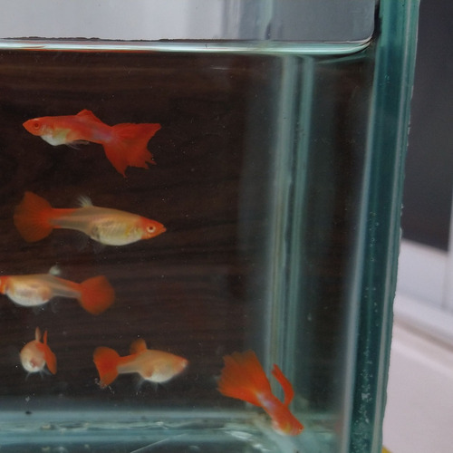 Peces Pez Guppys - Cobra Rojo - Red Cobra (Usado)