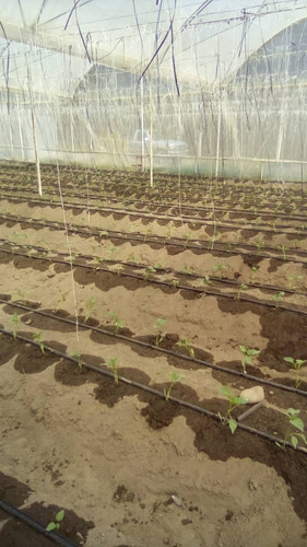 Imagen 7 de 15 de En Venta Finca De 2 Hectáreas En La Guanota