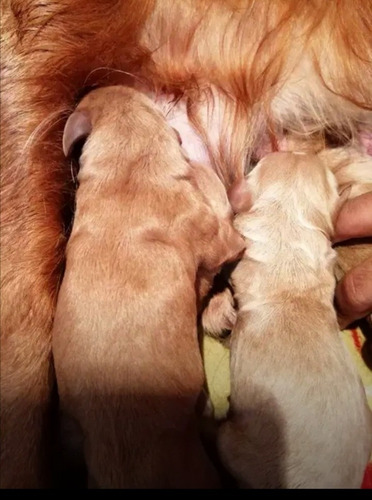 Imagen 4 de 9 de Cachorros Cocker Spaniel