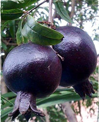Granada Black Negra No Semilla Arbolitofrutal P/importación