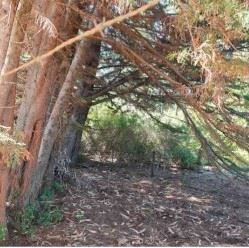 Venta Parcela Cañete 20000 Mt Sin Comisión
