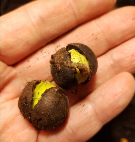 Semillas Avellano Chileno Germinada