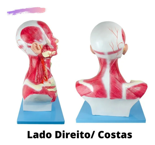 Cabeça Pescoço Músculos Da Face Tórax Região Costal Artérias