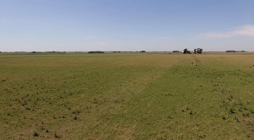 Imagen 3 de 8 de Importante Campo En Venta - Trenque Lauquen