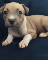 Comprar Perros American Bully La Raza Es Razor Edge