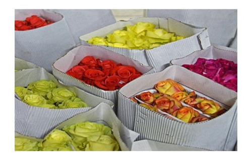 Cartón Microcorrugado Blanco Envolver Rosas Flores 200 Und