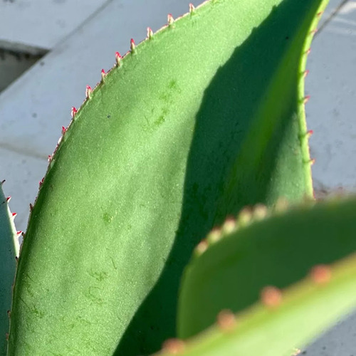 Planta Artificial Aloe Vera Deco Interior Exterior 60 Cm