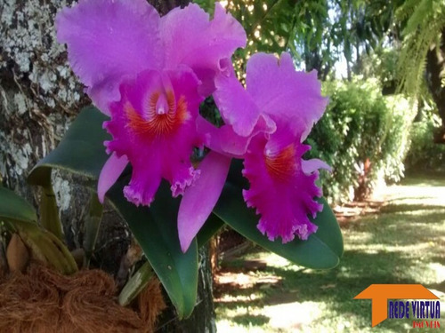 Imagem 22 de 22 de Linda Chácara Com 5.200 M2 - At - Casa Sede - Piscina E Quadra Tênis - 0606ch - 3477118