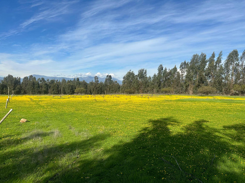 Terrenos 5.000mts2 Rol Propio Limache Sector Los Laureles