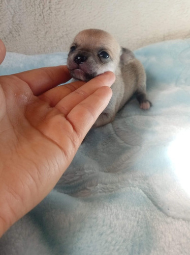 Cachorros Chihuahua De Bolsillo Uruguay. Machitos Marrones