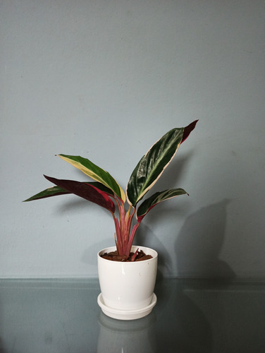 Planta Marantha Ktenante/triostar + Maceta Premium + Plato .