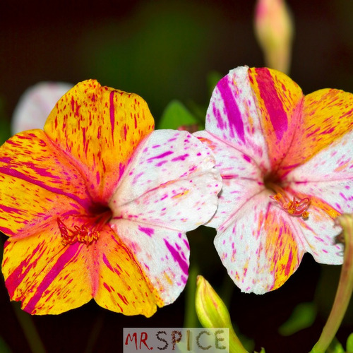 Flor Maravilha Boa Noite Mirabilis Jalapa Ideal Para Vasos