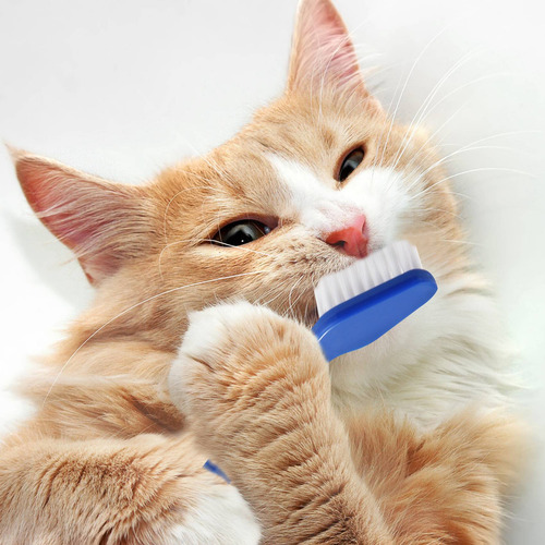 Juego De 50 Cepillos De Dientes Para Gatos, Perros Y Mascota