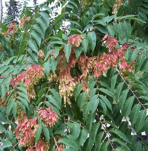 Semillas De Arbol Del Cielo - Ailanthus Altissima X 30 Unid.