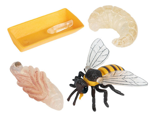 ` Life Cycle Of A Bee, Insect Life Cycles