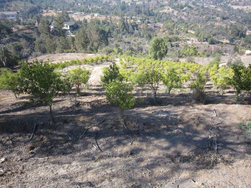 Imagen 27 de 30 de Parcela 12 Hectareas Con Derechos De Agua Olmue Las Palmas