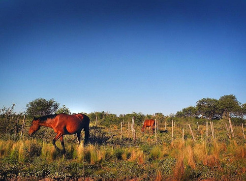 Imagen 24 de 25 de Excelente Campo Nativo De 103ha La Venta En Ojo De Agua!