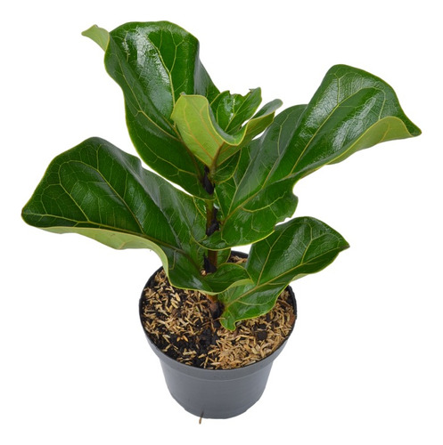 Ficus Lyrata - Ficus Pandurata