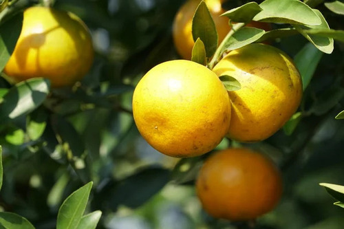 Árbol De Pomelo ( Citrus X Paradisi ) Más Semillas 